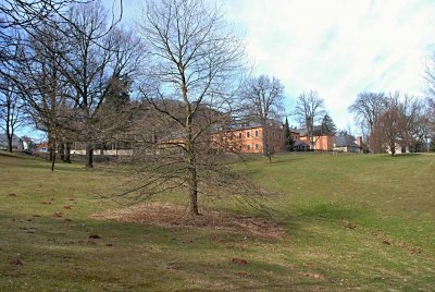 Platanus x hispanica - platan javorolistý - zimní habitus (74)